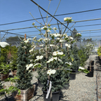 Eddie’s White Wonder Dogwood