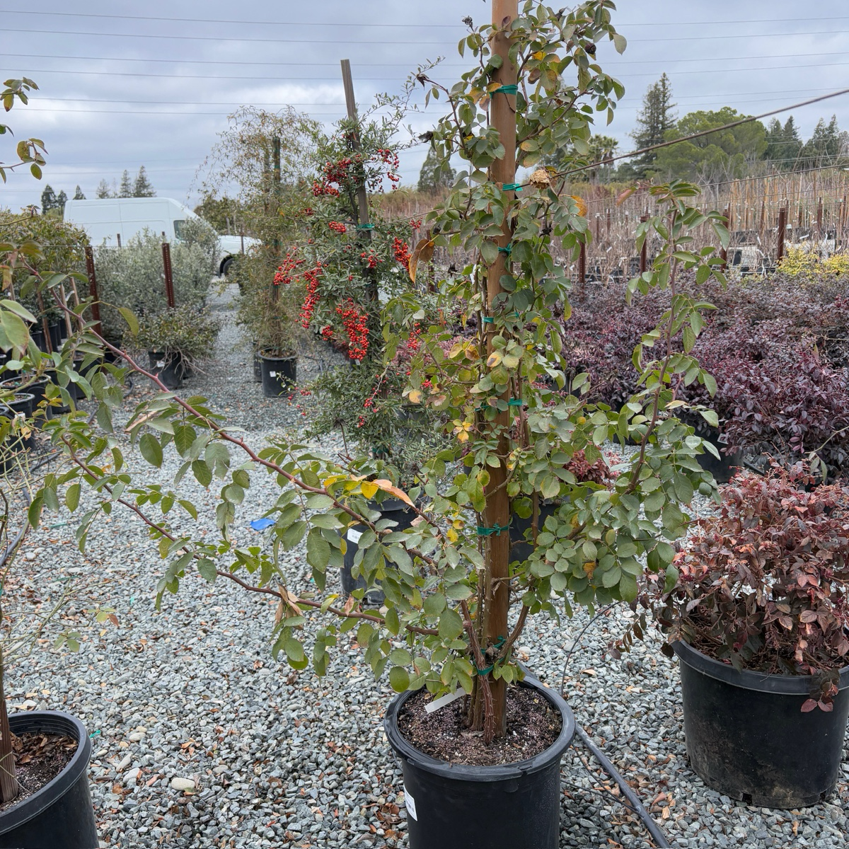 Potted Eden® Climbing Rose (Pierre de Ronsard®)  plants in the victorynursery setting with a cloudy sky.