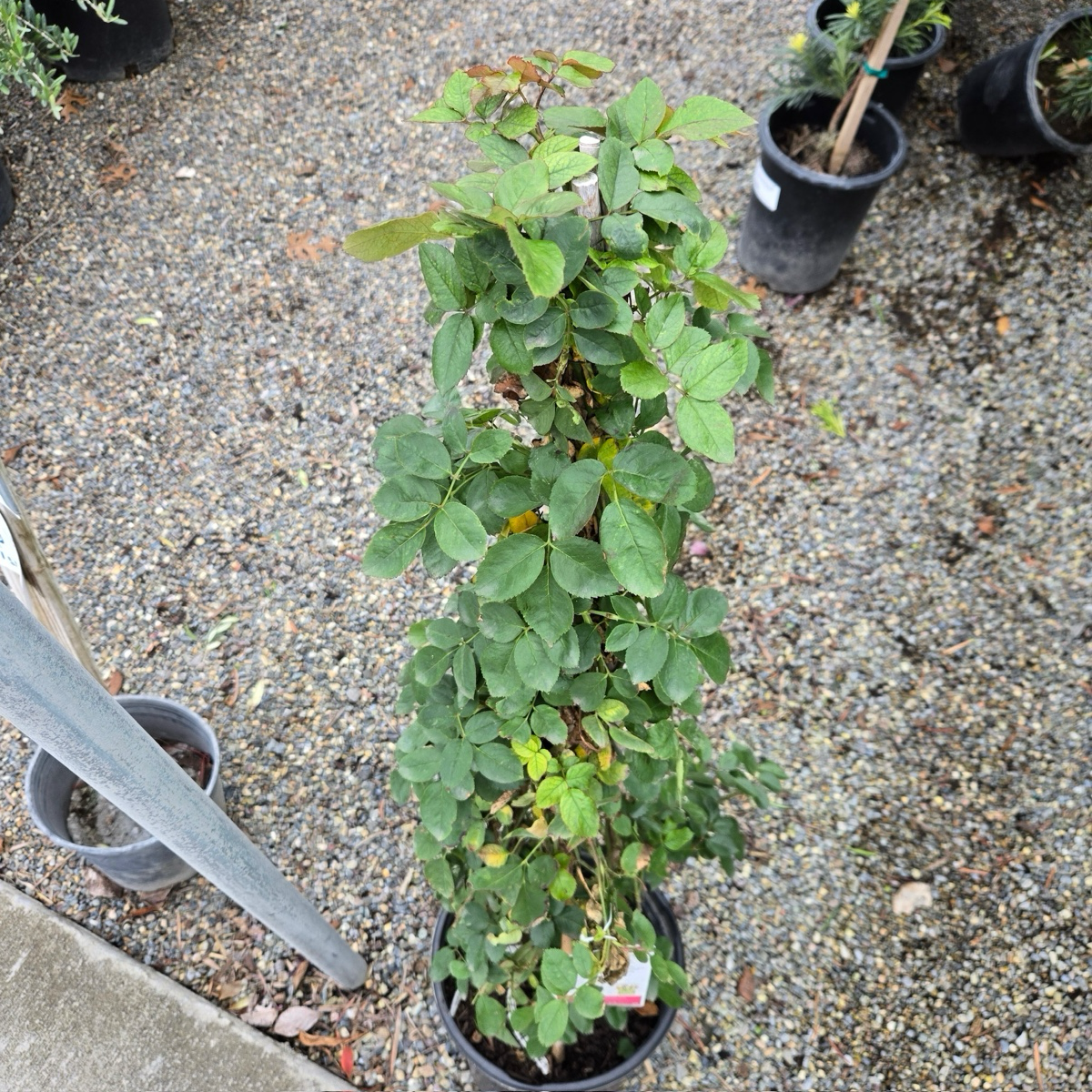 Eden® Climbing Rose (Pierre de Ronsard®) potted on a gravel surface with other plants in the background