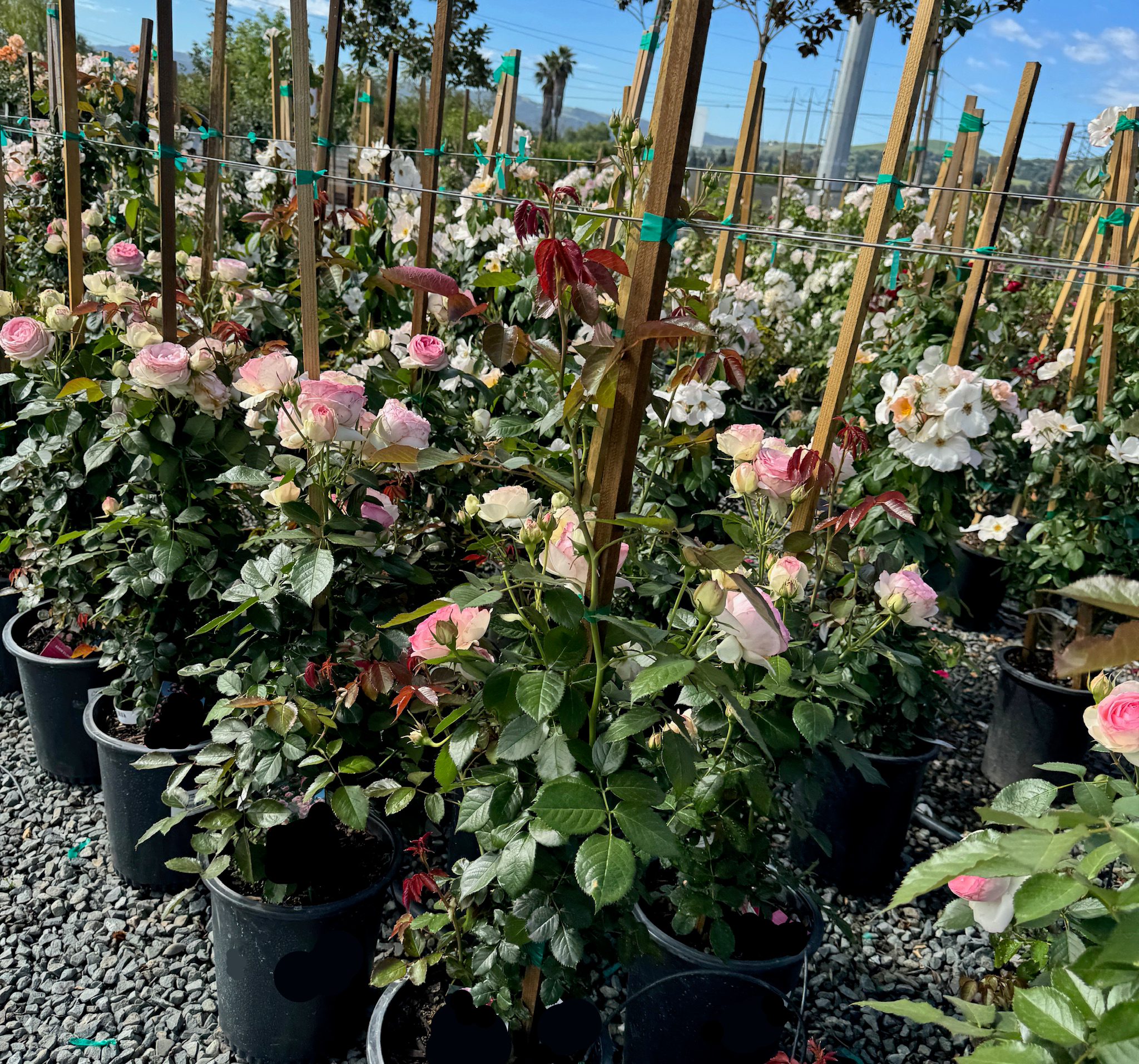 Eden Climbing Rose