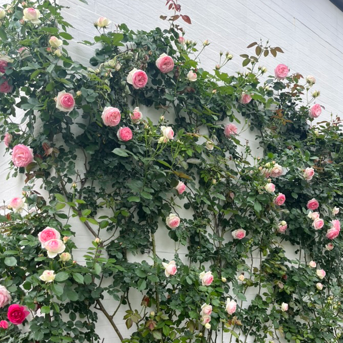 Eden Climbing Rose