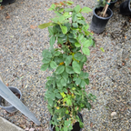 Eden® Climbing Rose (Pierre de Ronsard®) potted on a gravel surface with other plants in the background