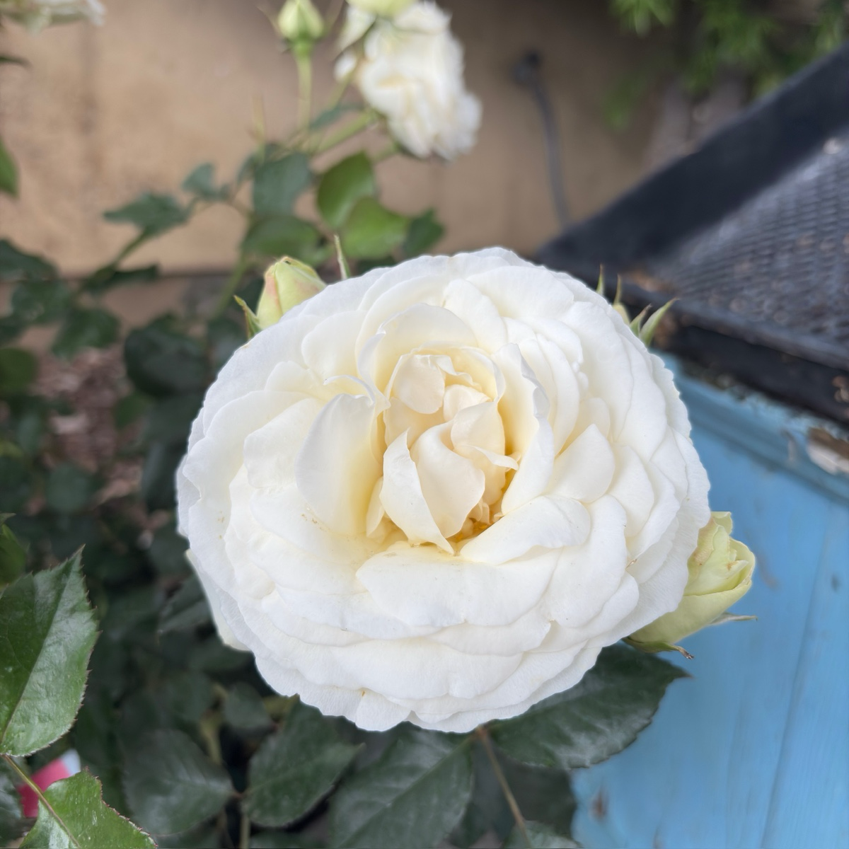 Eden® White Climbing Rose