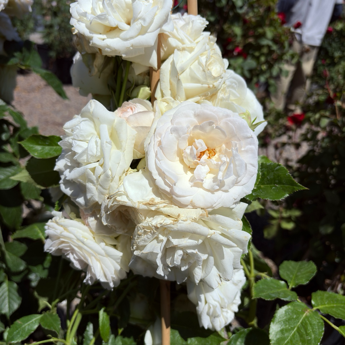 Eden® White Climbing Rose
