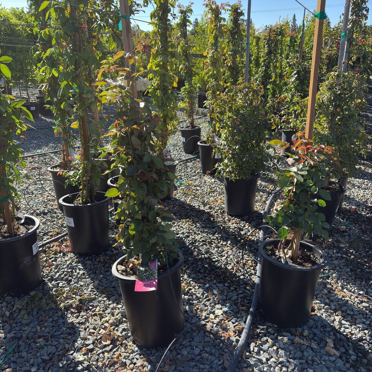 Eden® White Climbing Rose