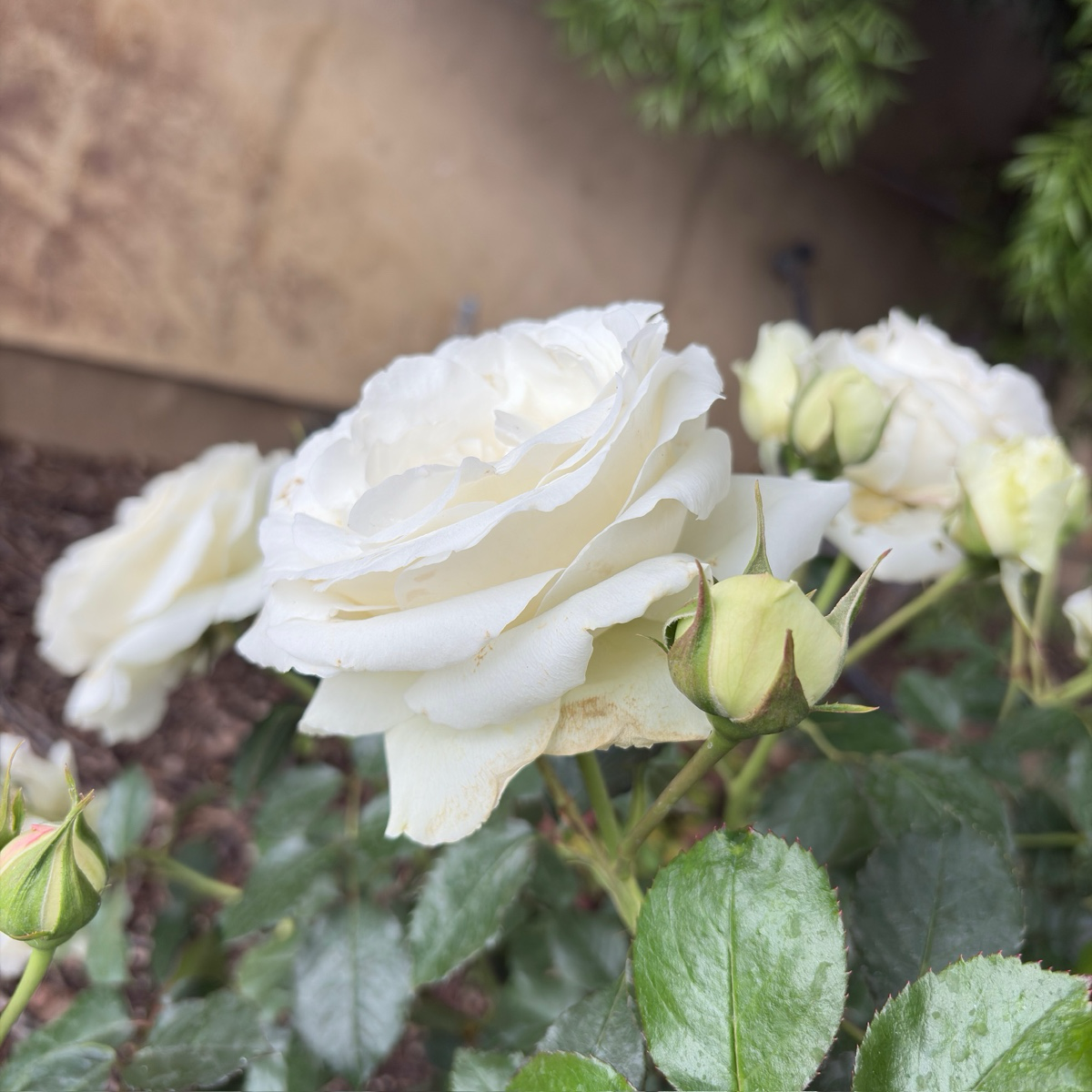 Eden® White Climbing Rose