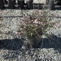 Edward Goucher Abelia
