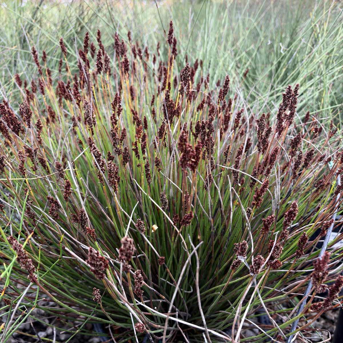 El Campo Small Cape Reed grasses with brown seed heads in a natural setting