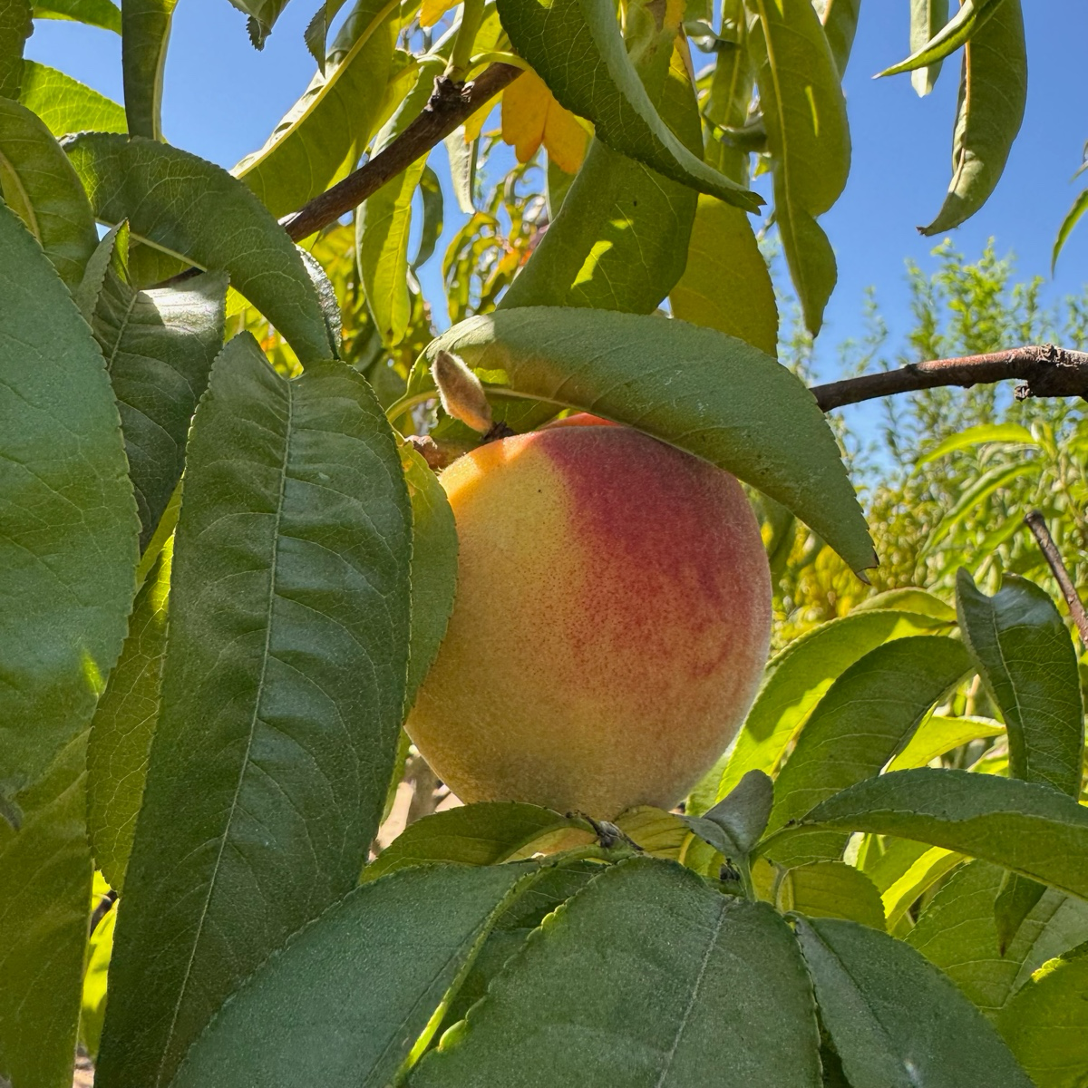 Elberta Peach