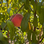 Elberta Peach