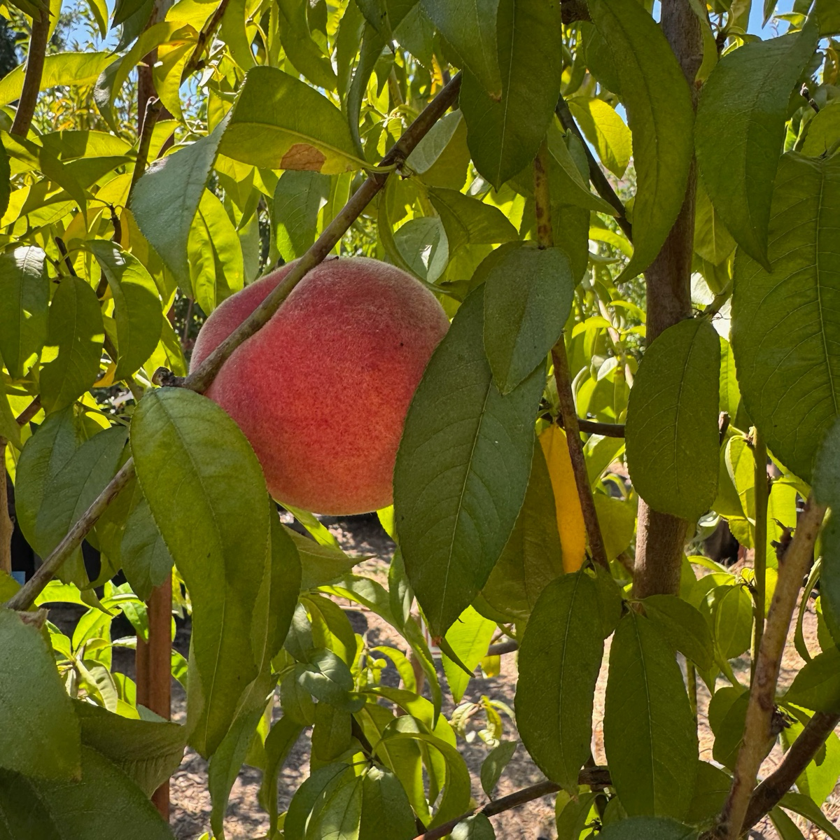 Elberta Peach