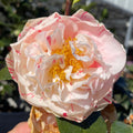 Eleanor Mccown Camellia