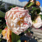 Eleanor Mccown Camellia
