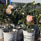Eleanor Mccown Camellia