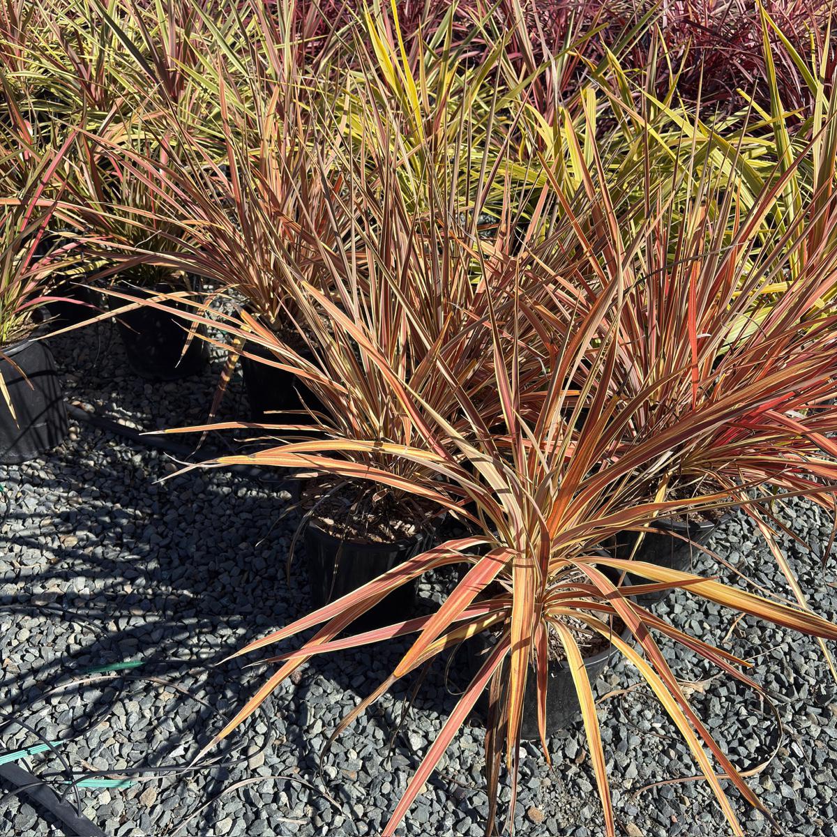 Electric Flash Grass Tree