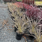 Electric Flash Grass Tree