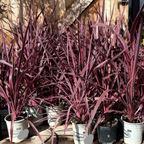 朱焦 Electric Pink Grass Tree