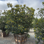 Elegant  Water Gum