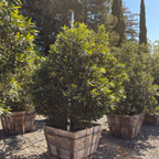 Elegant  Water Gum