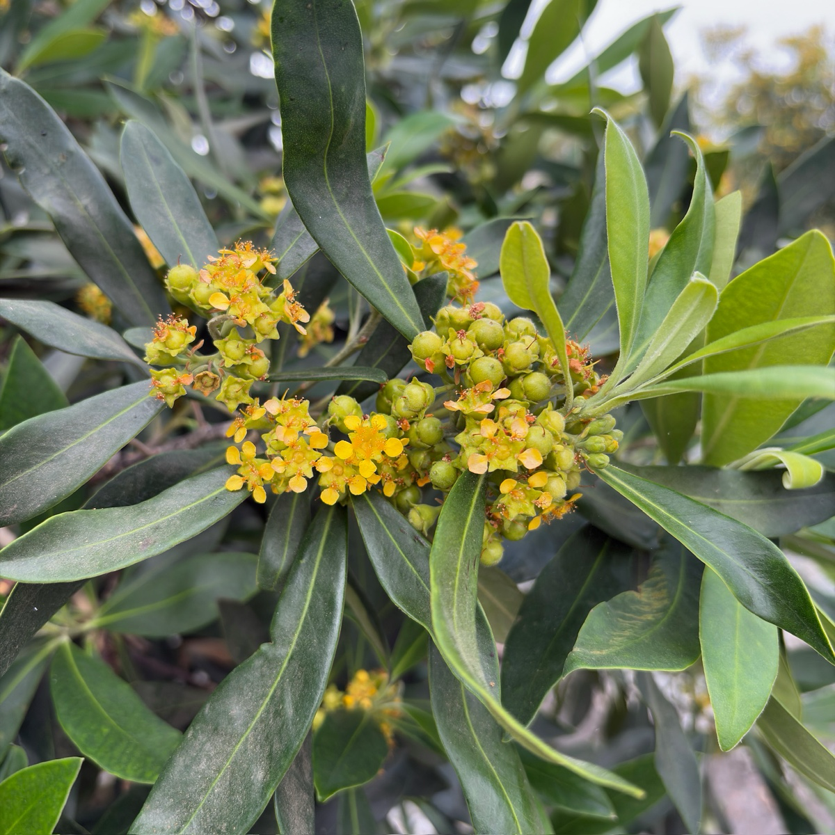 Elegant  Water Gum