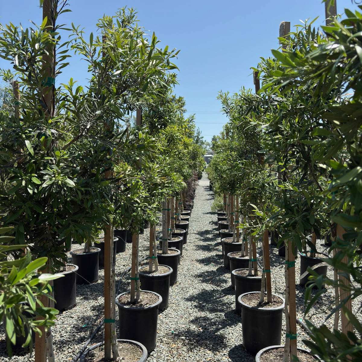 Elegant  Water Gum
