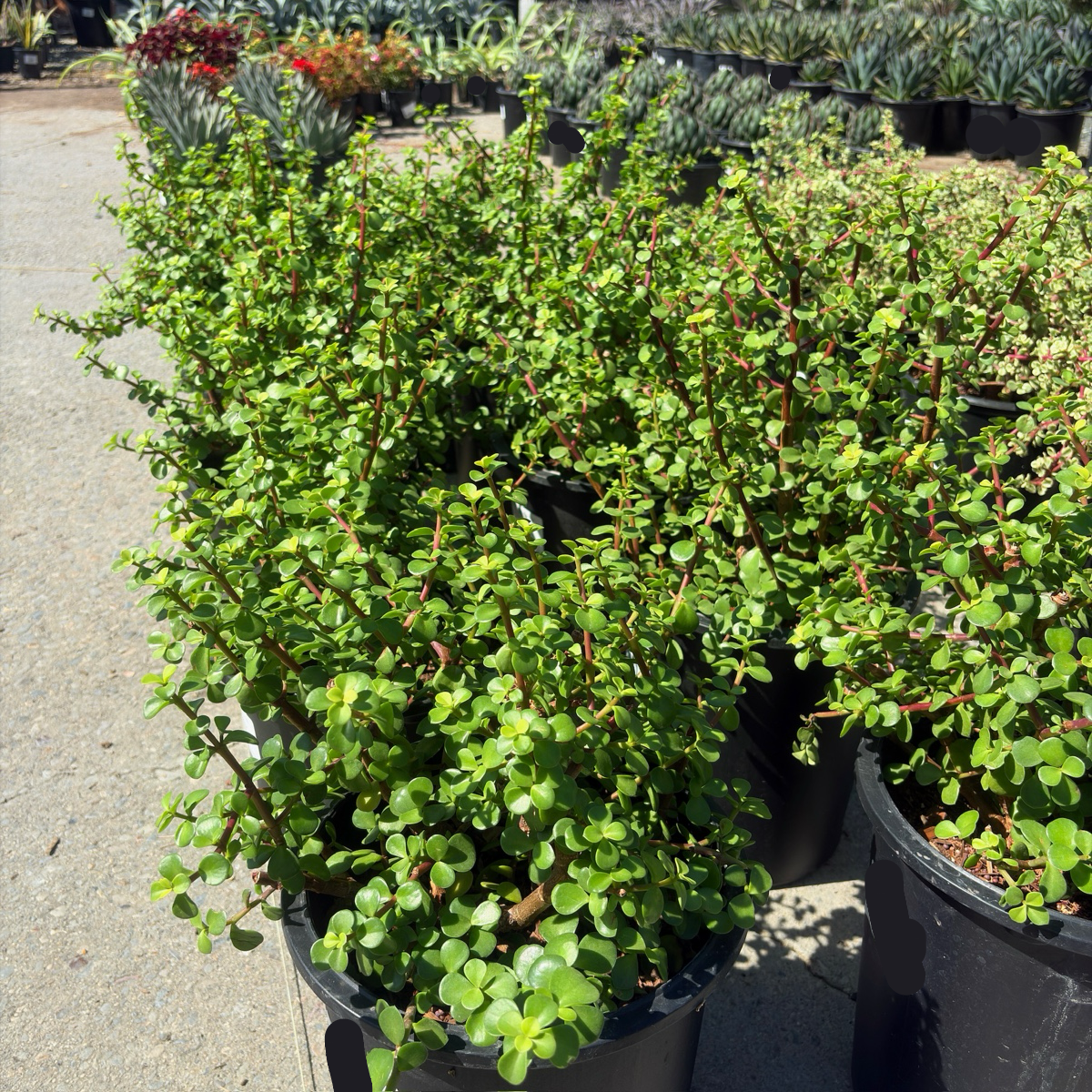 Elephant Bush
