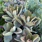 Elephant's Ear Kalanchoe