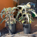 Elephant's Ear Kalanchoe