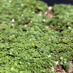 Close-up of Elfin Creeping Thyme moss on a rock surface