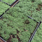 Elfin Creeping Thyme in black plastic containers on a concrete surface