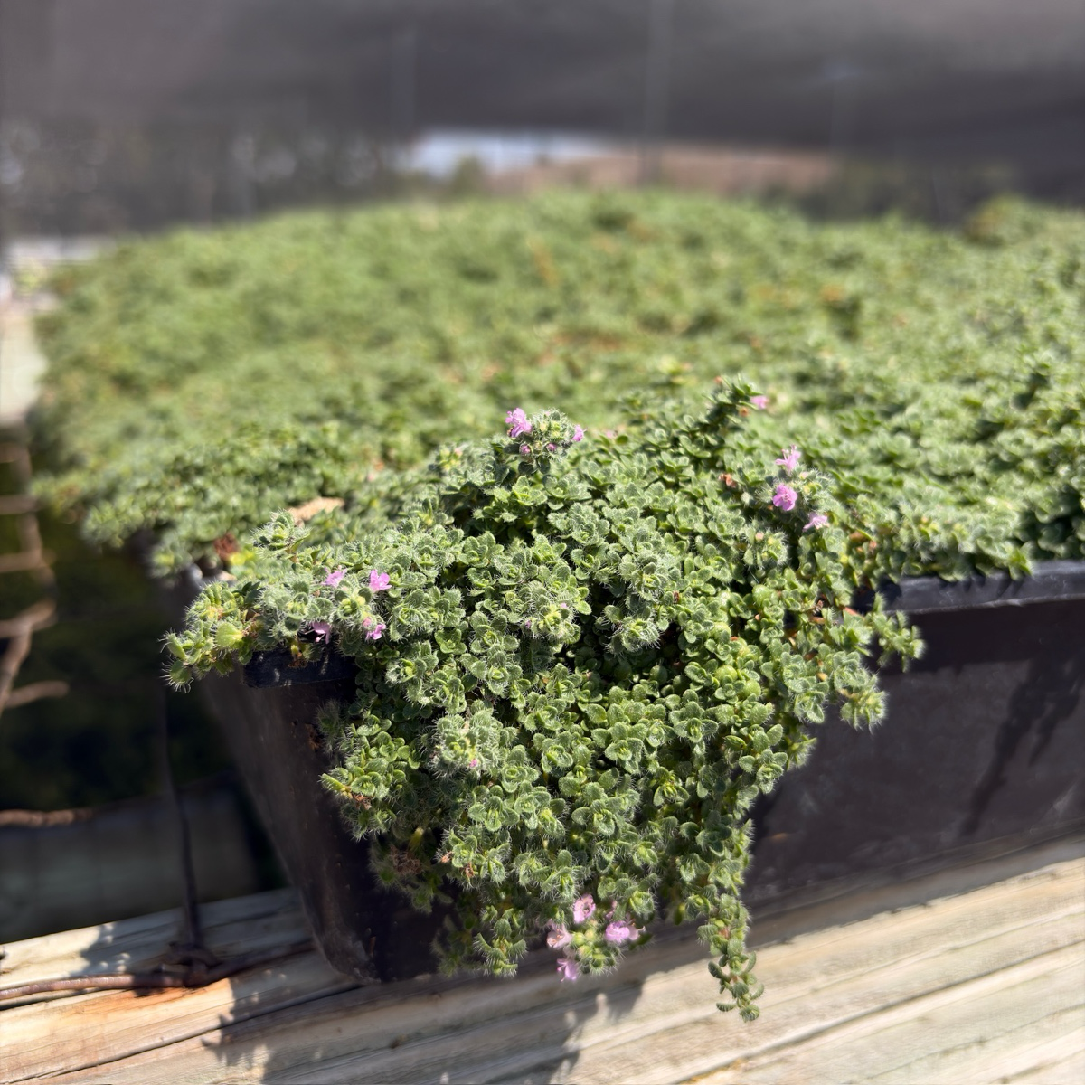 Elfin Creeping Thyme