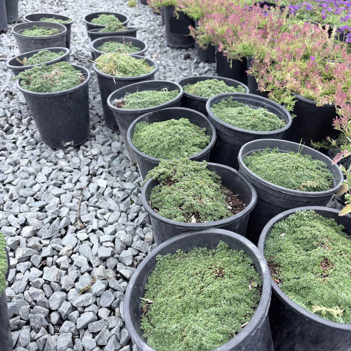 Elfin Creeping Thyme