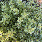 Elfin Kohuhu