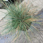 Green grass plant Elijah Blue Common Blue Fescue on a concrete surface