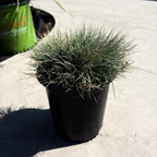 Potted Elijah Blue Common Blue Fescue plant on a concrete surface with a green bag in the background