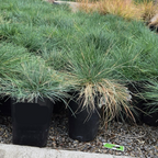Row of potted grass plants Elijah Blue Common Blue Fescue in a garden setting