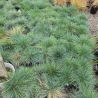 Elijah Blue Common Blue Fescue