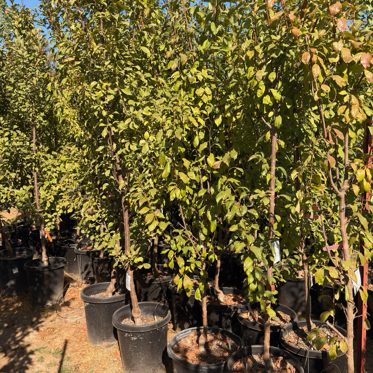 Emerald Beaut Japanese Plum