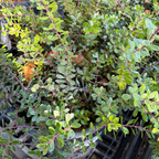 Close-up of an Emerald Carpet Manzanita plant with small leaves and red stems.