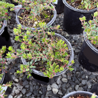 Small potted Emerald Carpet Manzanita plants in black pots on a gravel surface