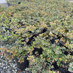 Emerald Carpet Manzanita