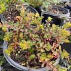 Emerald Carpet Manzanita