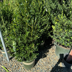 Emerald Colonnade ® Holly