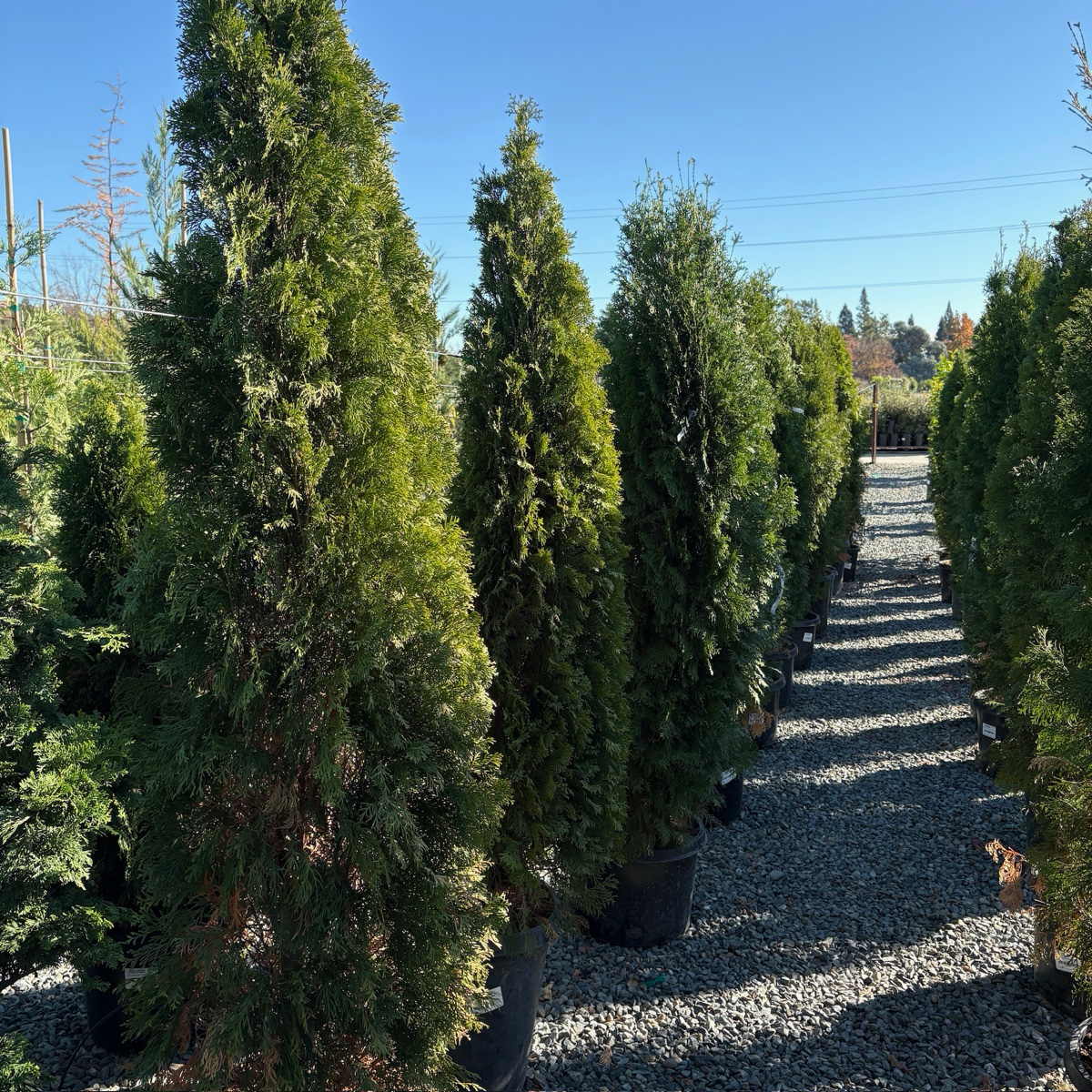 Emerald Green Arborvitae