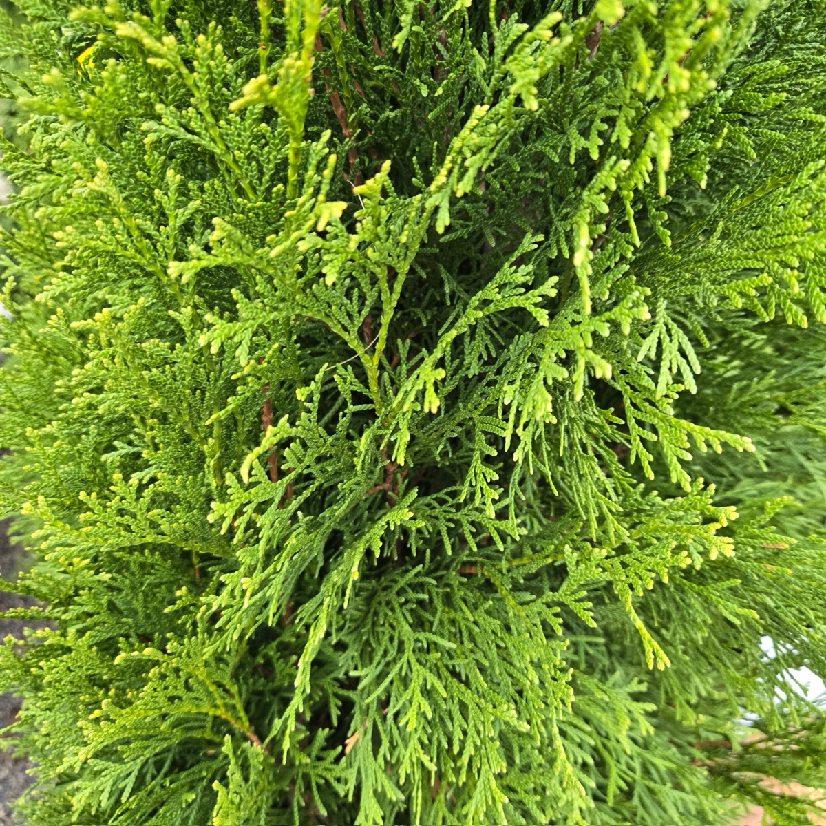 Emerald Green Arborvitae