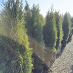 Emerald Green Arborvitae