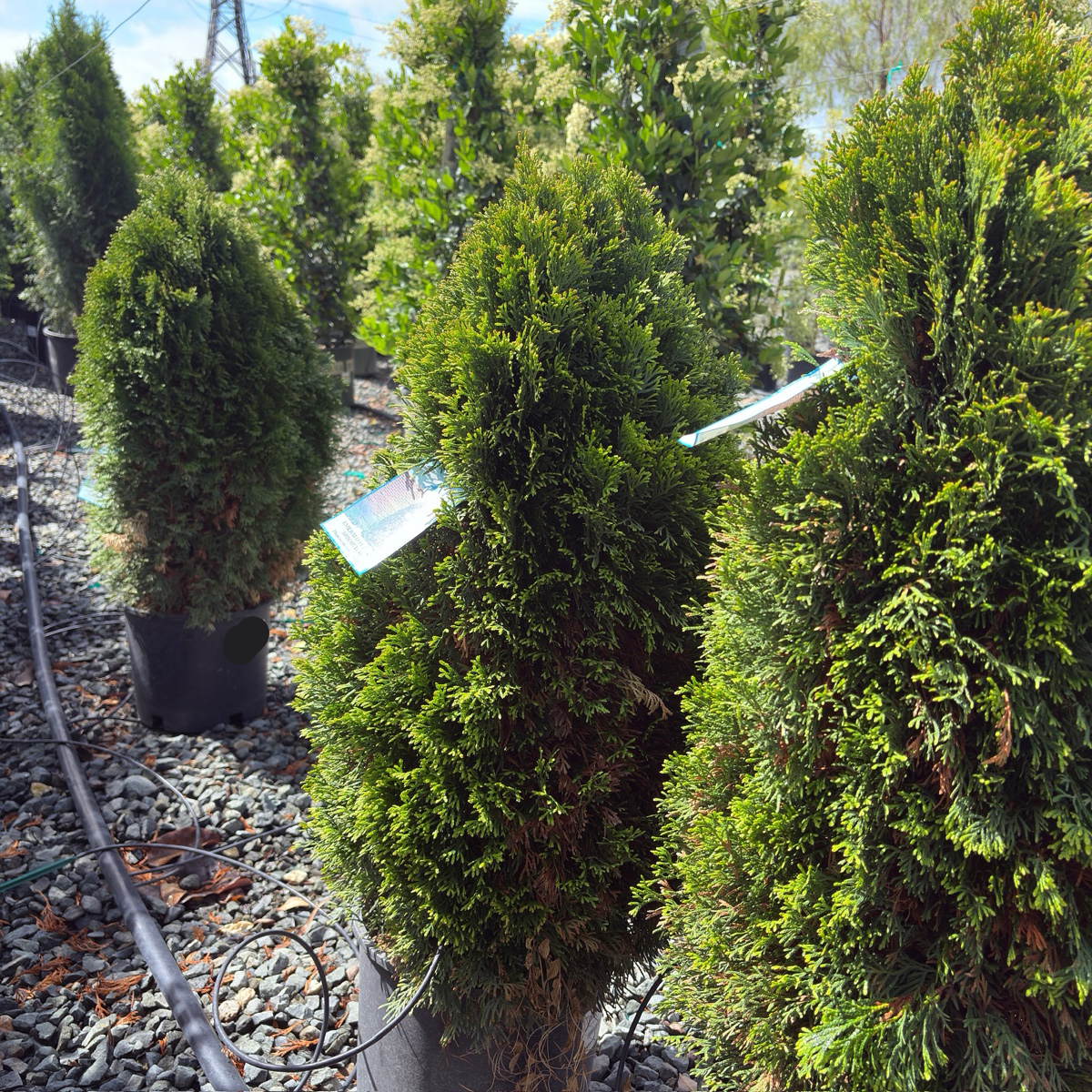 Emerald Petite Arborvitae