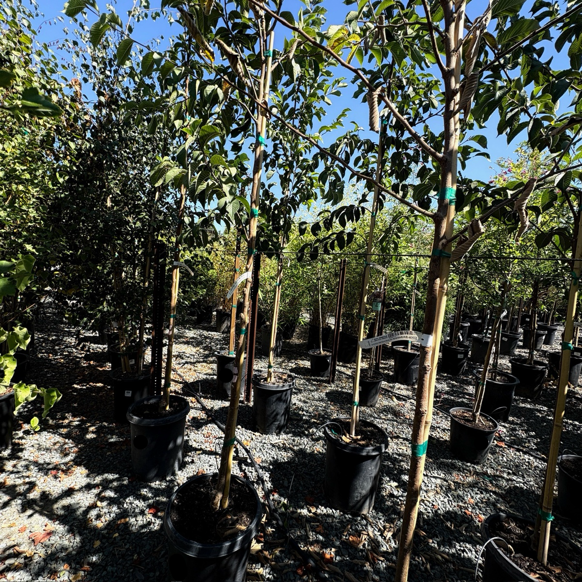 Emerald Sunshine®  Chinese Elm