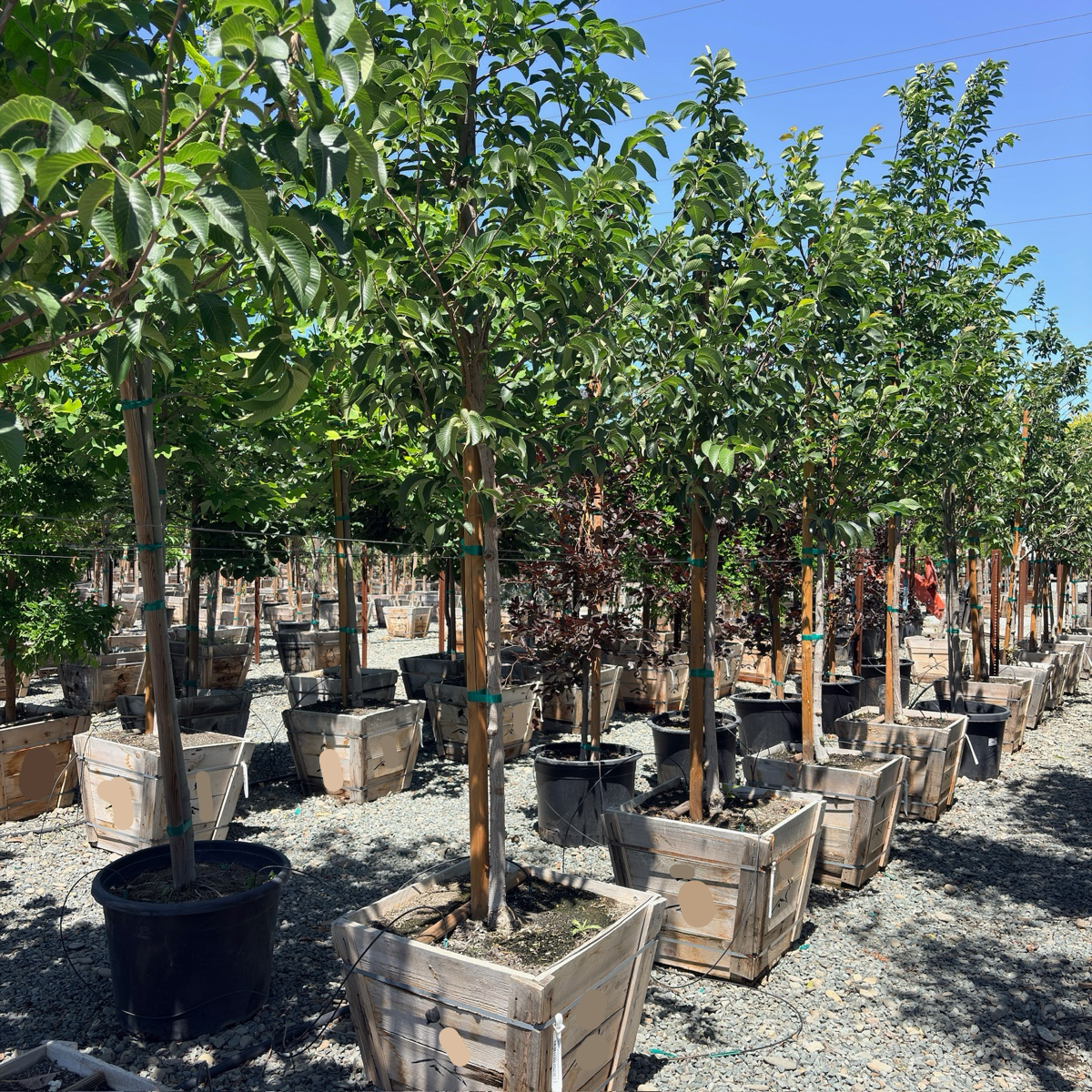 Emerald Sunshine Chinese Elm