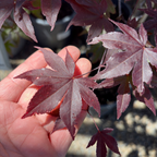 Close-up of a hand holding a Emperor One Japanese Maple leaf with blurred plants in the background